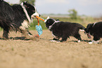 Border Collie puppy