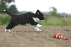 Border Collie puppy