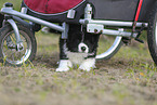 Border Collie puppy