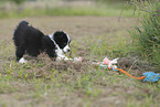 Border Collie puppy
