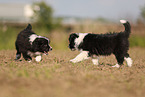 Border Collie puppy