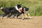 black-white Border Collie