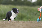 Border Collie puppy