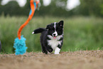 Border Collie puppy