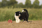 Border Collie puppy