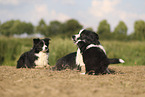 Border Collie puppy