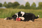 Border Collie puppy