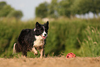 black-white Border Collie