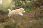 Border Collie puppy
