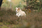 Border Collie puppy