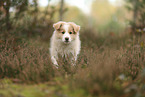 Border Collie puppy
