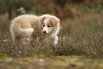 Border Collie puppy