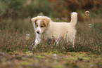 Border Collie puppy