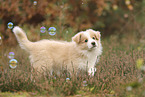 Border Collie puppy