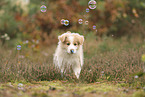 Border Collie puppy