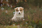 Border Collie puppy