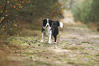 black-white Border Collie