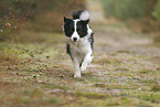 black-white Border Collie