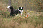 black-white Border Collie