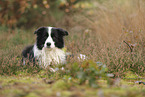 black-white Border Collie