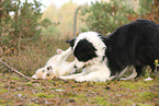 Border Collie puppy