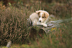 Border Collie puppy