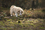 Border Collie puppy