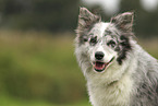 blue-merle Border Collie