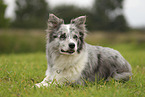 blue-merle Border Collie