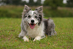 blue-merle Border Collie