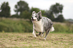 blue-merle Border Collie