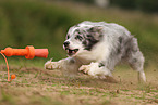 blue-merle Border Collie