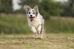blue-merle Border Collie