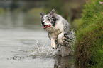 blue-merle Border Collie