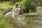 blue-merle Border Collie