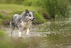 blue-merle Border Collie