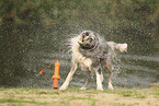 blue-merle Border Collie