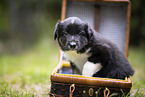 Border Collie puppy