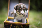 Border Collie puppy
