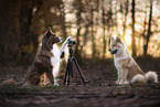 Border Collie photographs Eurasier
