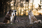 Border Collie photographs Eurasier