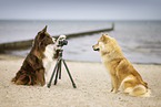 Border Collie photographs Eurasier