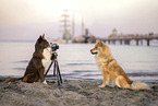 Border Collie photographs Eurasier