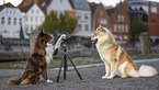 Border Collie photographs Eurasier