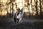 Border Collie