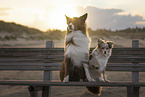 Miniature Australian Shepherd and Border Collie