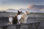 Miniature Australian Shepherd, Border Collie and Eurasier