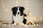 Border Collie in christmas decoration