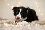 Border Collie in christmas decoration