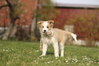 Border Collie Puppy